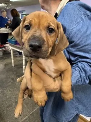 Arlo