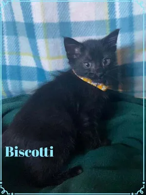 Biscotti