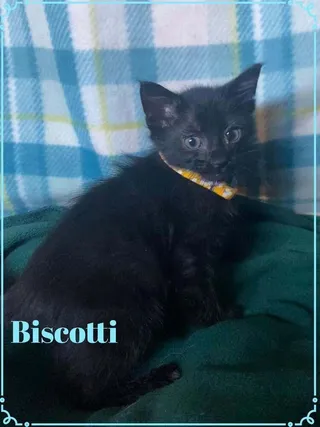 Biscotti