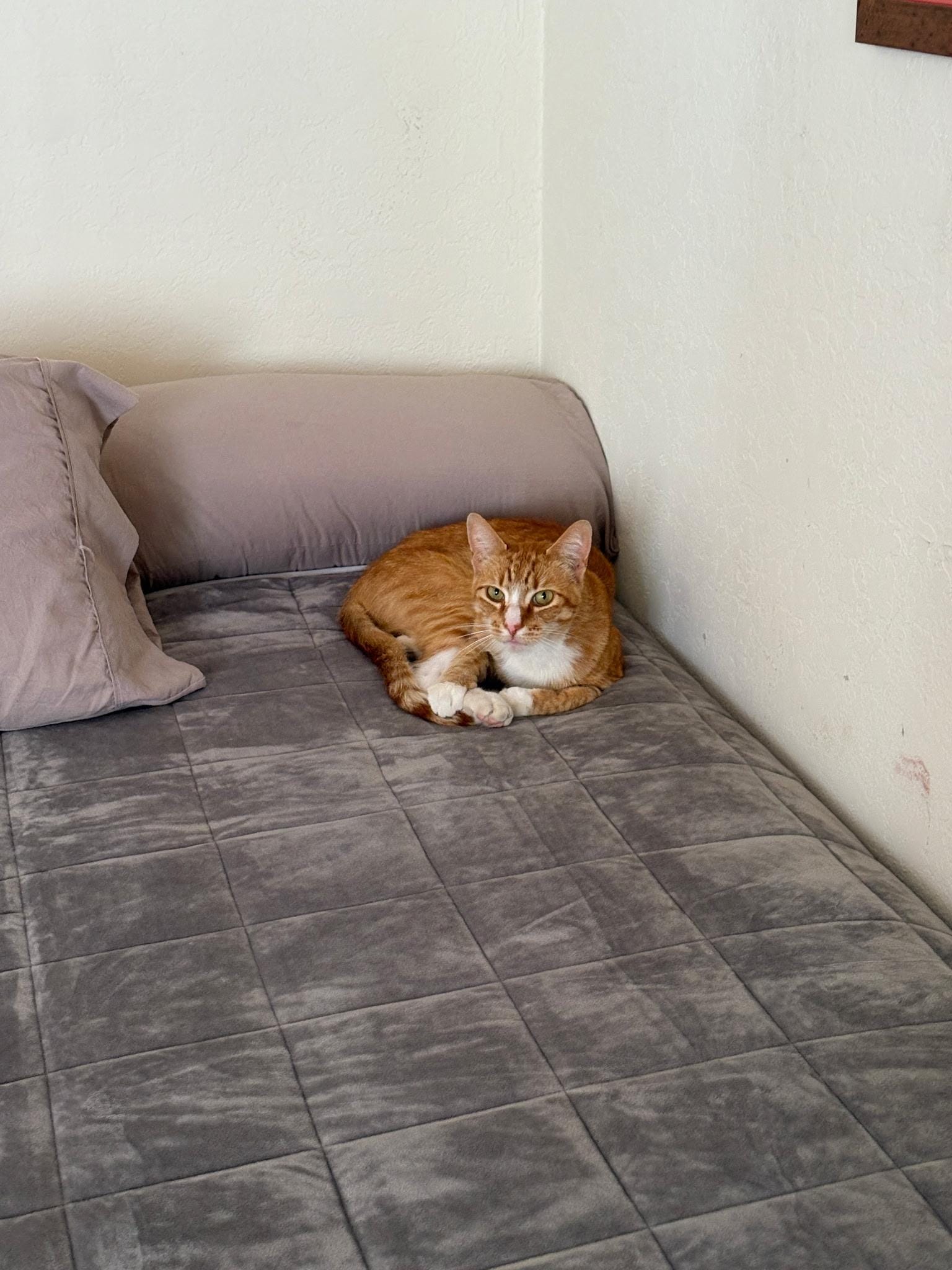 Butternut