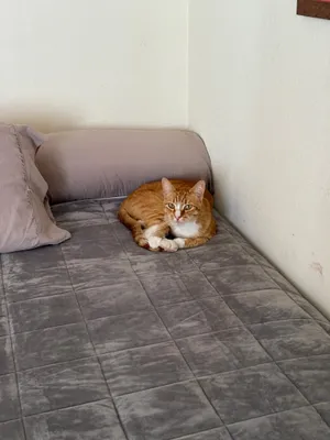 Butternut