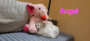 Angel