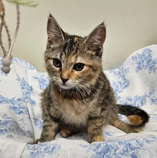 Lucie