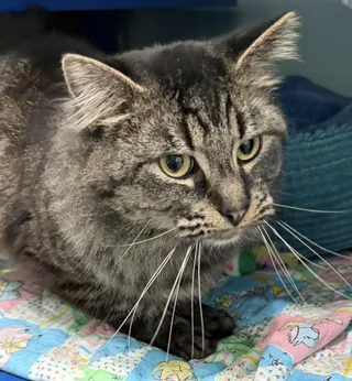 Merlin