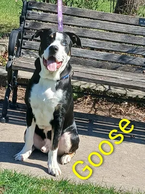 Goose