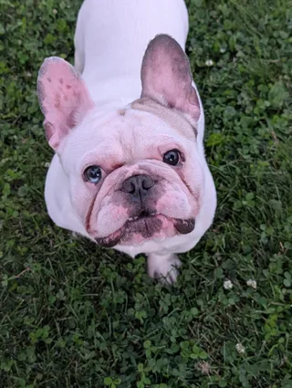 Pancake