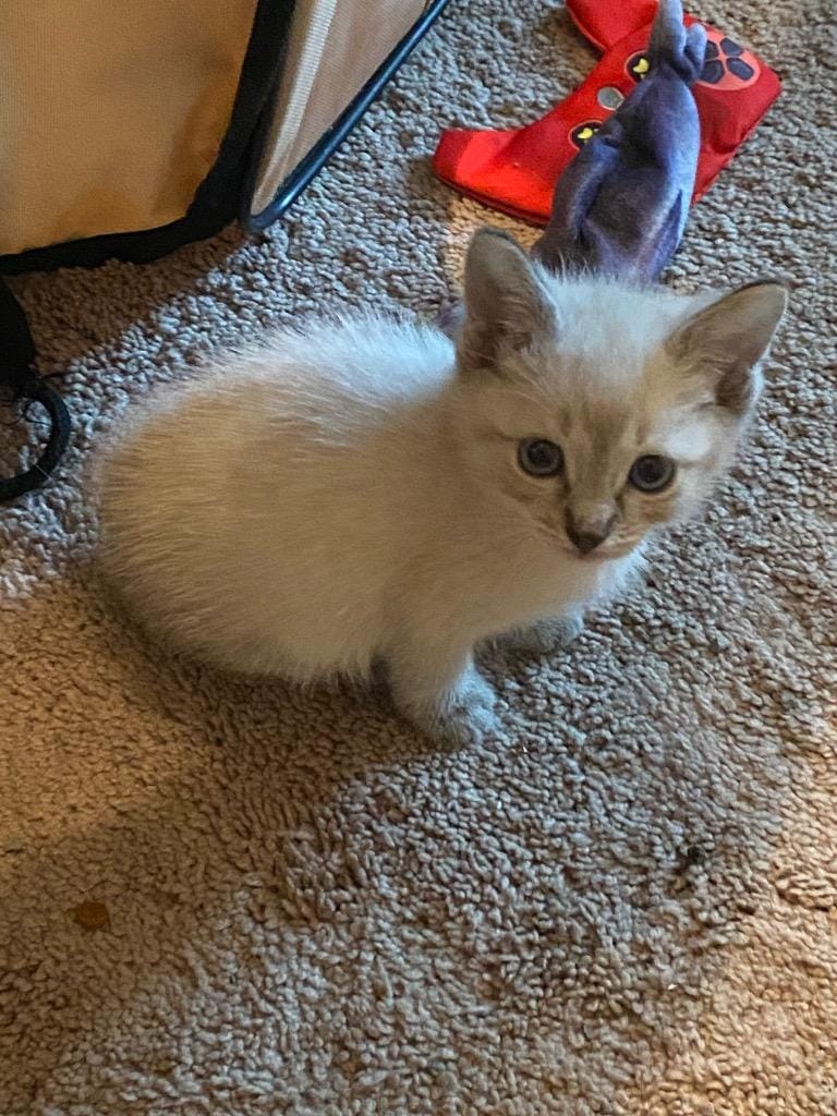Snickerdoodle