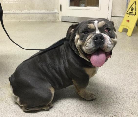 FIONA