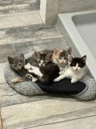 Sandy's Cinderella KITTEN