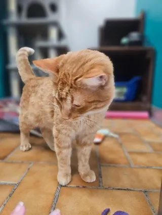 Milo
