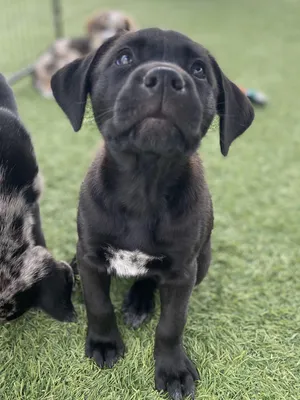 Roo