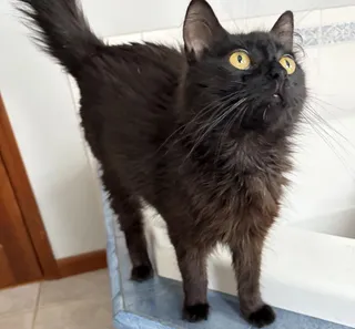 Coco