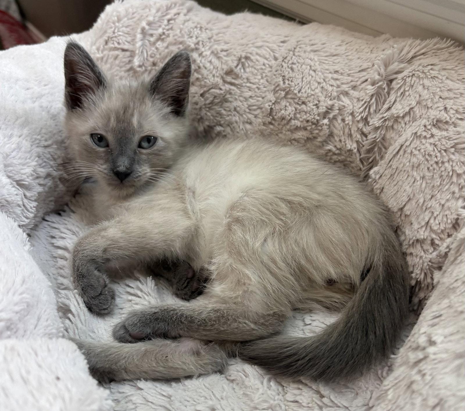 Yuki