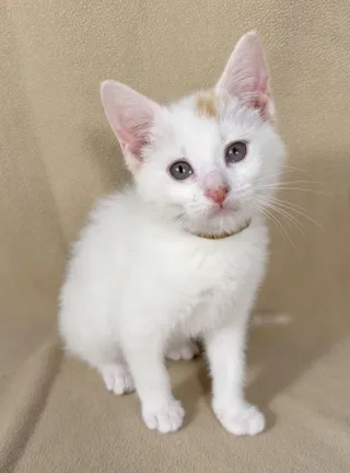 Zoe