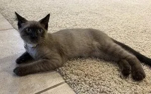 Klaus