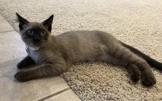 Klaus