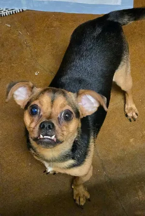 Suko