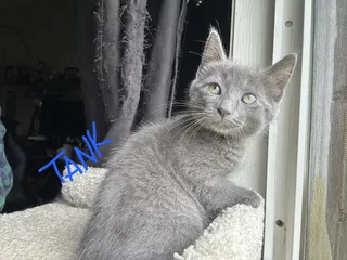 Tank
