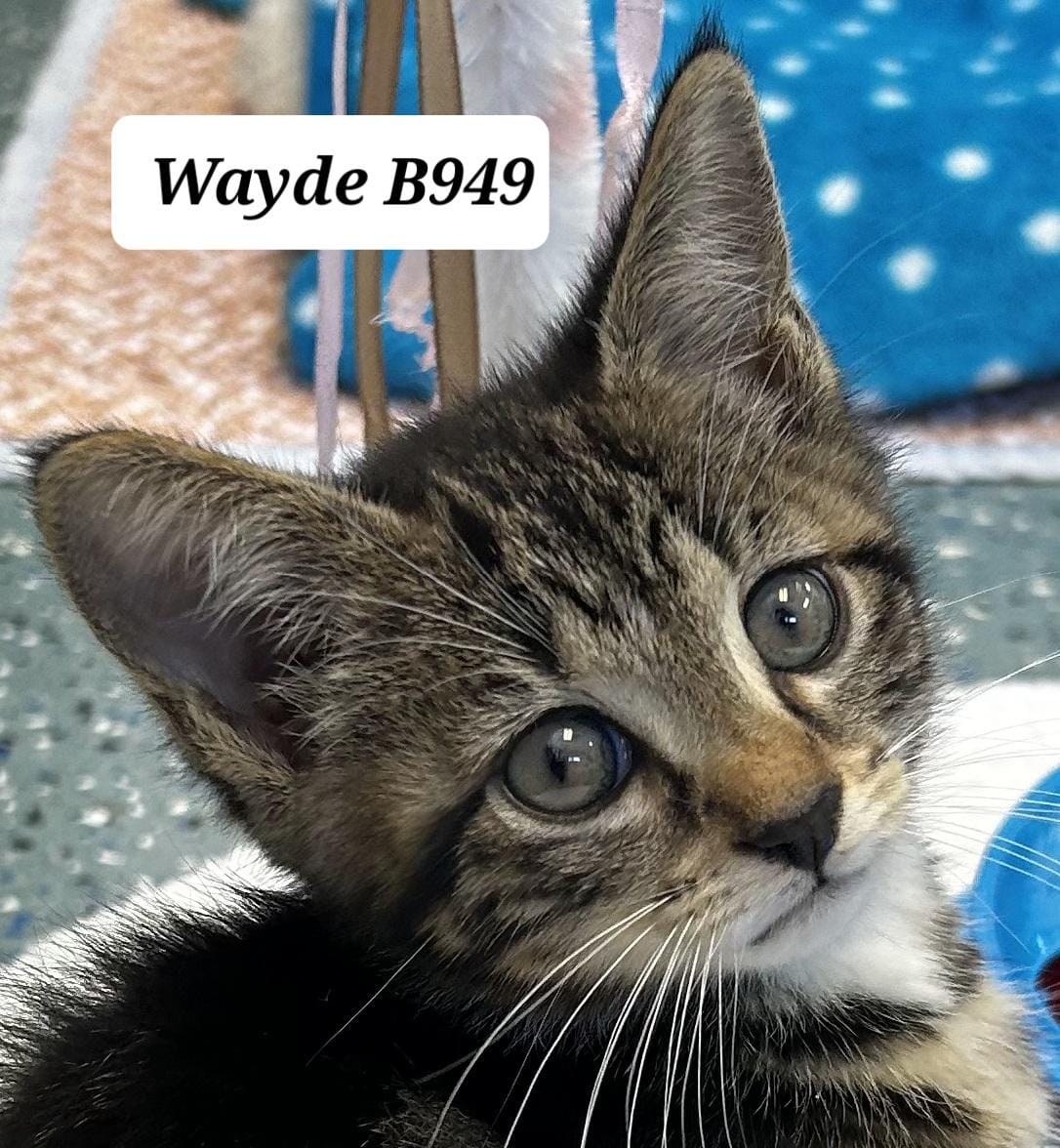 Wayde