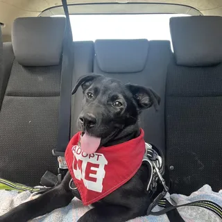 Bora (Island litter)