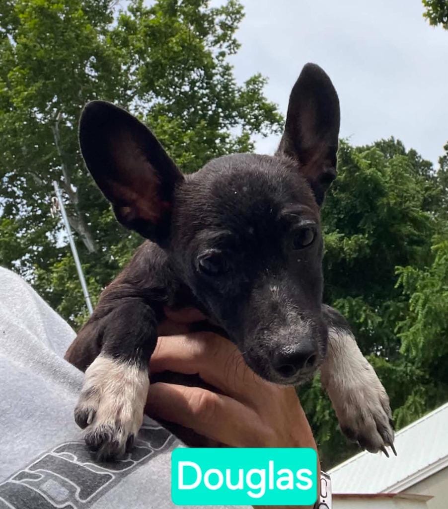 Douglas