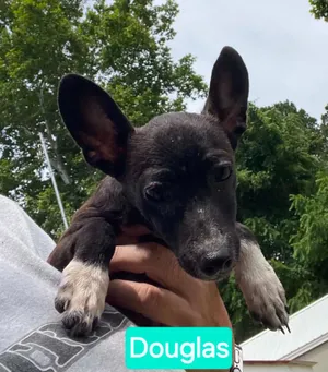 Douglas