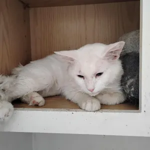 Loki