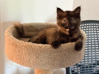 Walnut