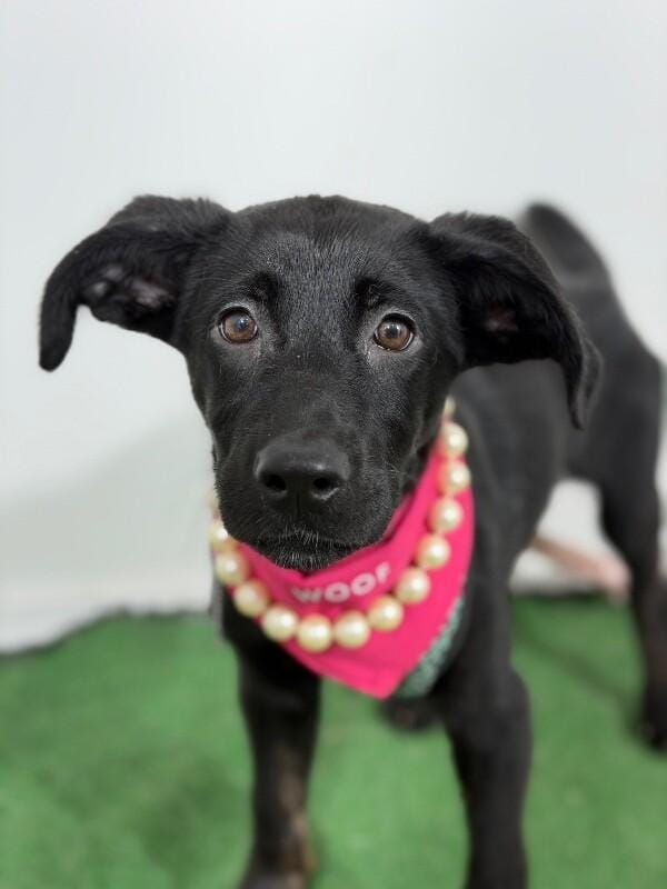 Juliet-One of our Amazing Rescue Dogs