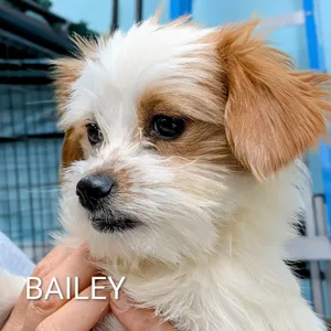 Bailey