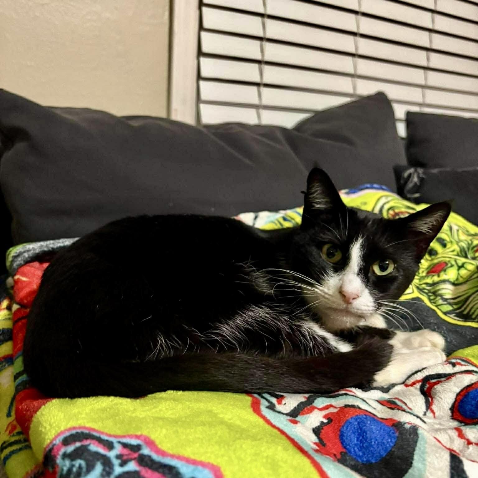 Tuxedo