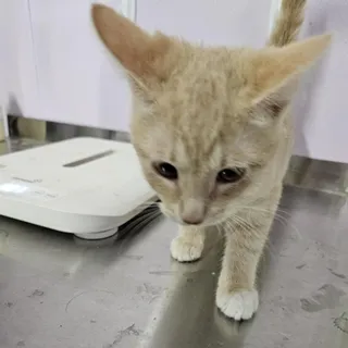 Tostito