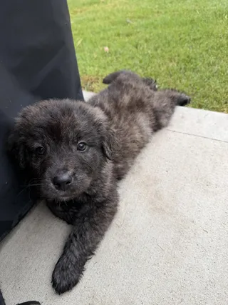 Oakley