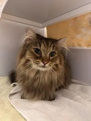 Snicklefritz