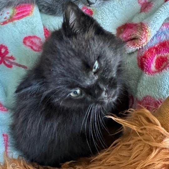 Onyx