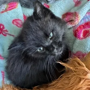 Onyx