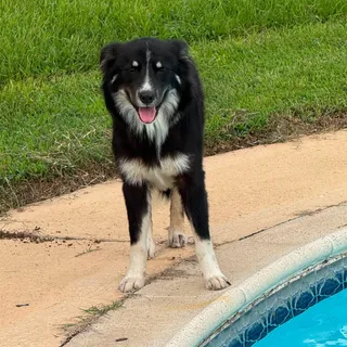 Moana