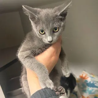 BABY