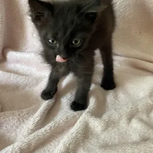 Silas