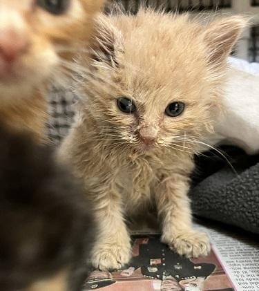 Kitten 27792 (Gnocchi)