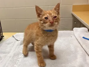 RAFIKI