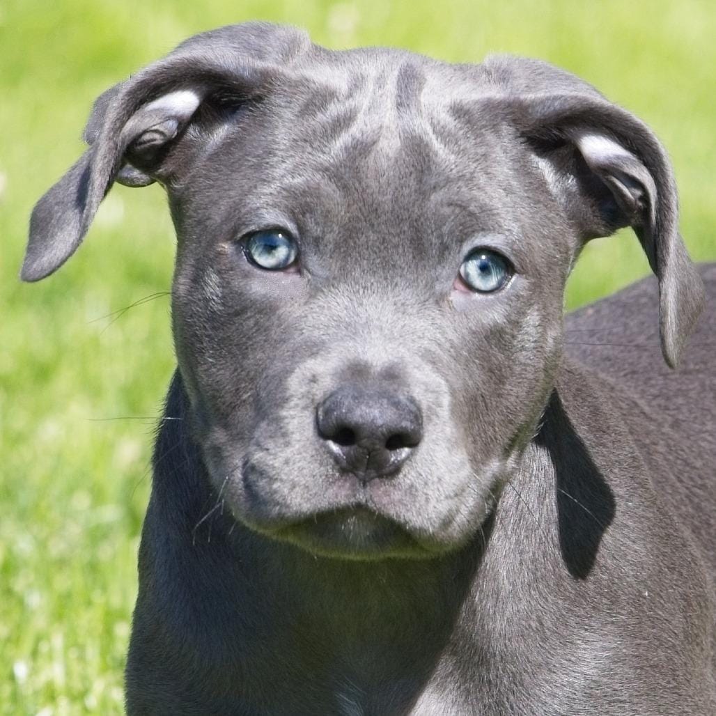 Image showcasing Adopt Kiri Sunshine Today - Pets TheCountyOffice