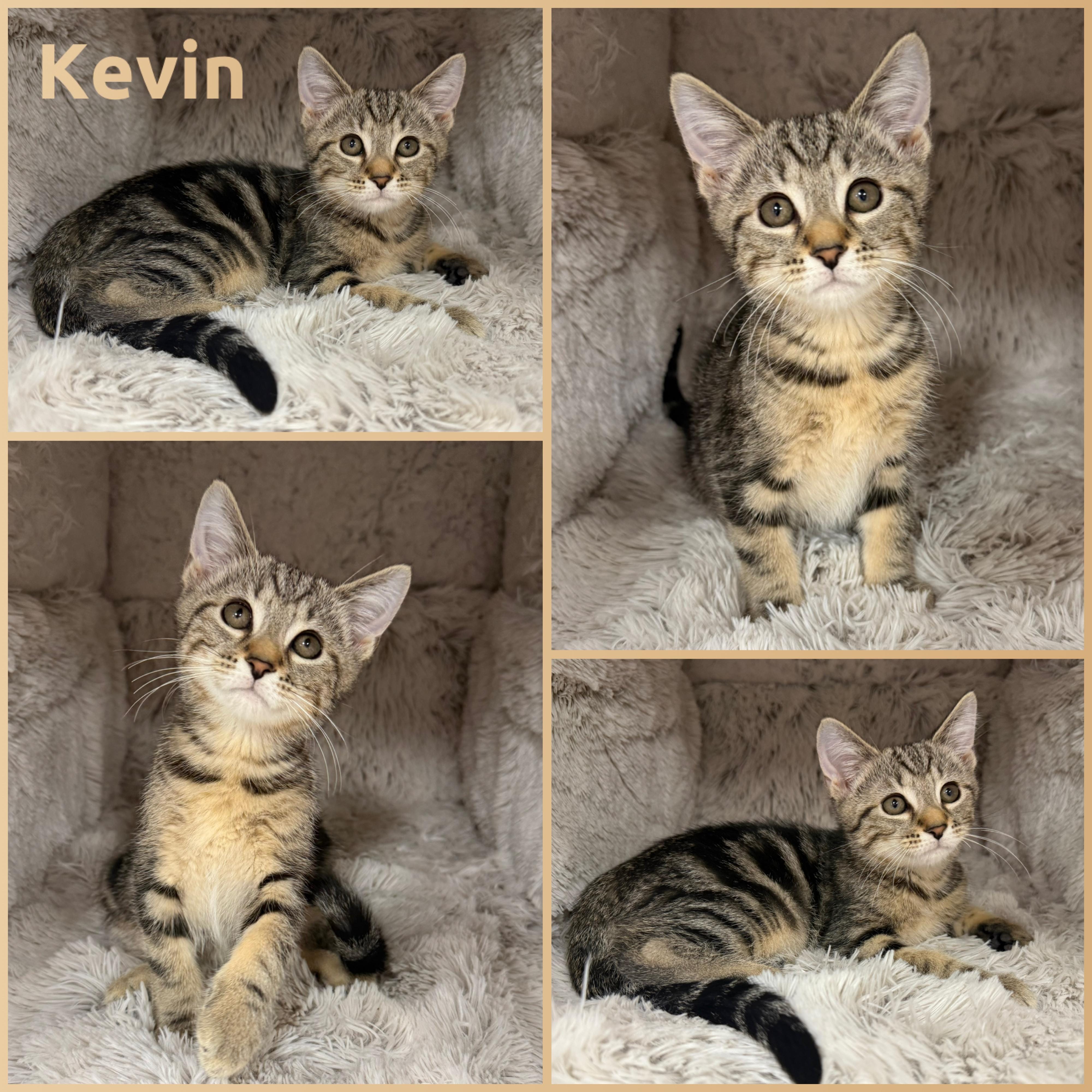 Kevin