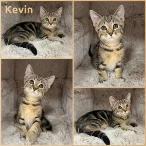 Kevin