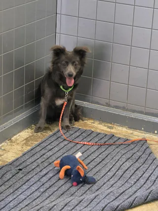 Coco