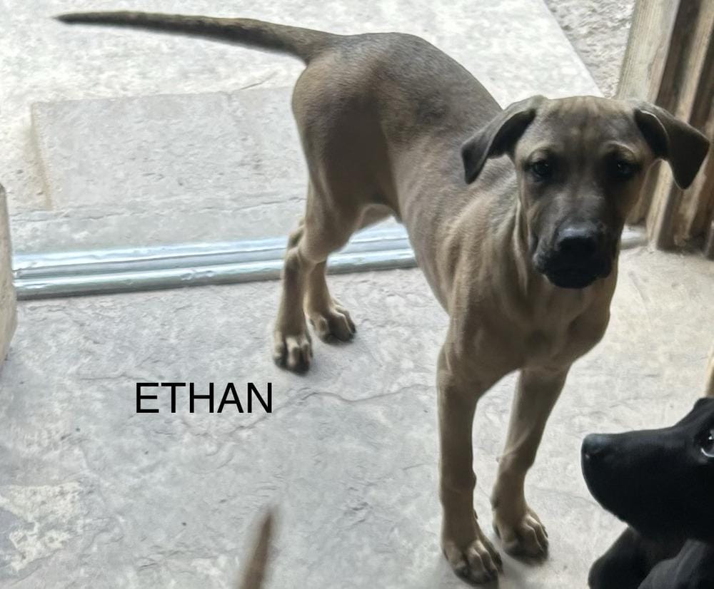 Ethan - Sarah