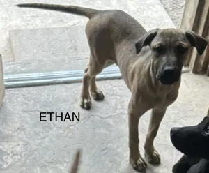 Ethan - Sarah