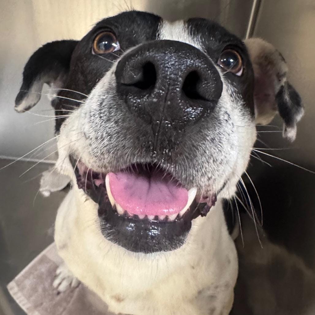 Korgon