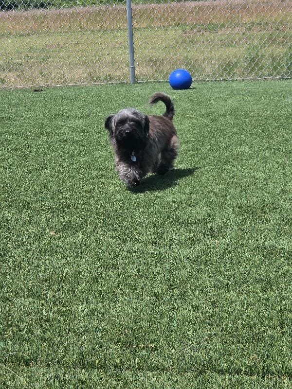 Angus