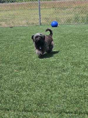 Angus